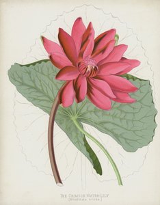 El Nenúfar Carmesí, Nymphaea Rubra de English School